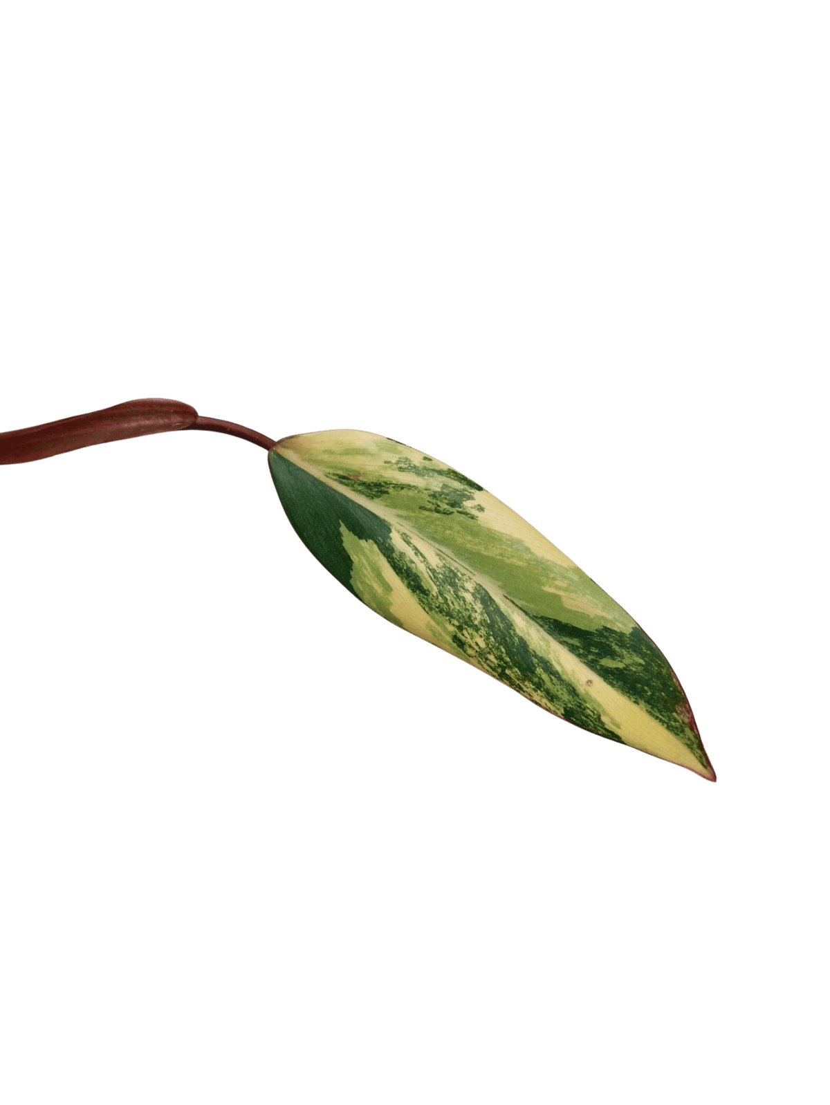 Philodendron Strawberry Shake Steckling