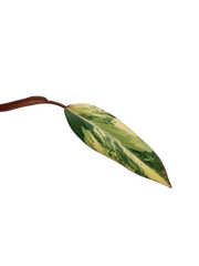 Philodendron Strawberry Shake Steckling
