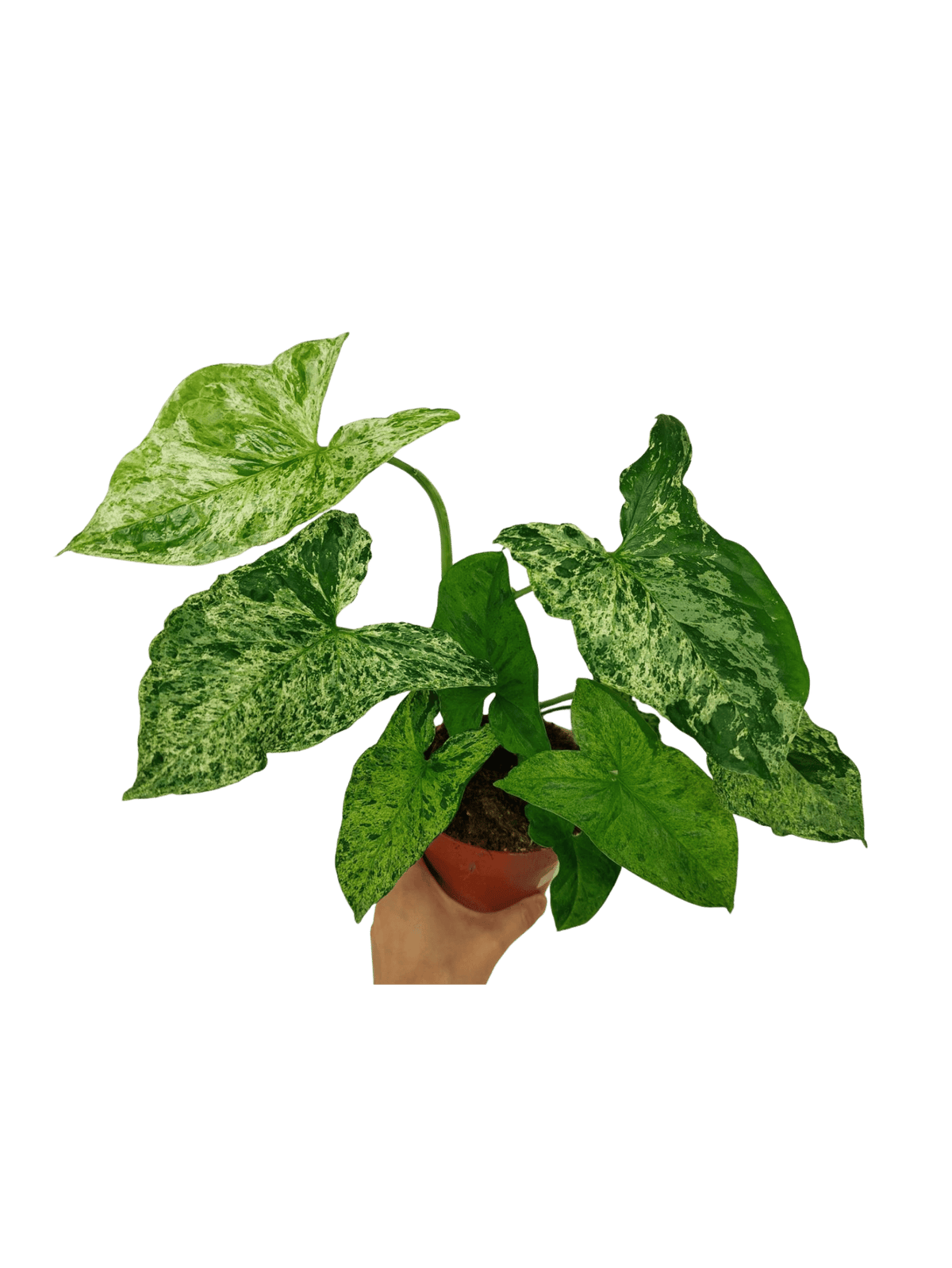 Syngonium Mottled