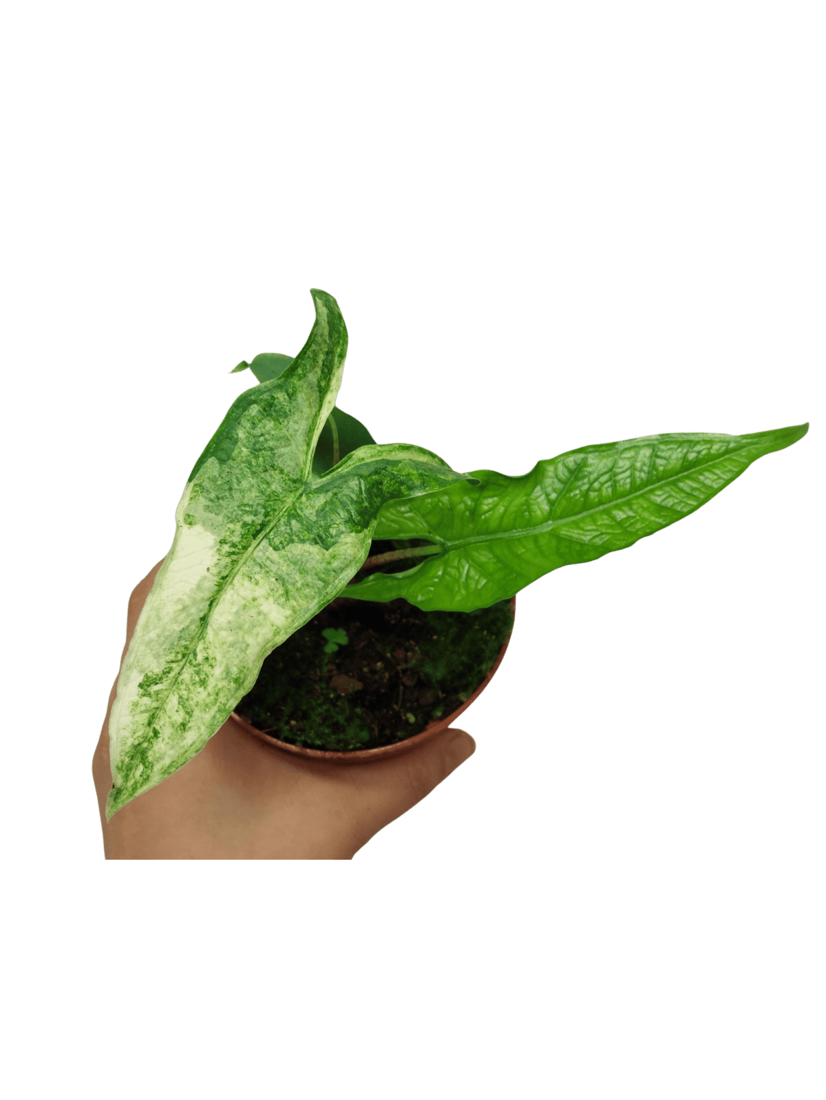Alocasia Sulawesi Green Carpet Albo Variegata