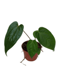 Anthurium Magnificum x Nigrolaminum