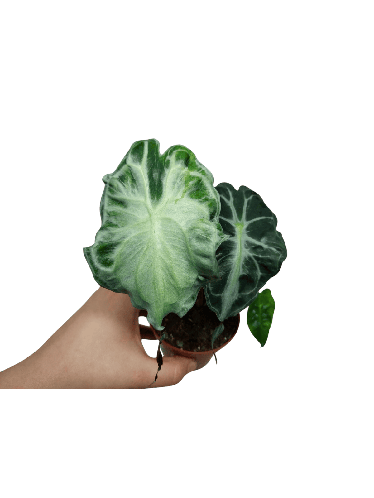 Alocasia Venom (zum aussuchen)