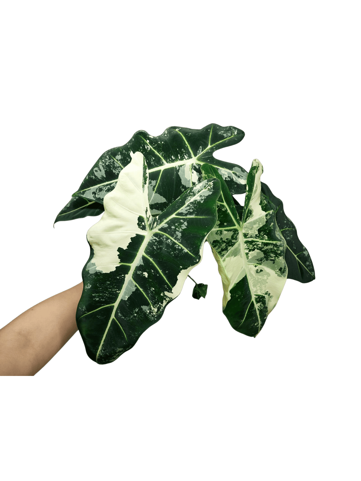 Alocasia Frydek Variegata