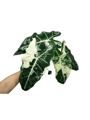 Alocasia Frydek Variegata