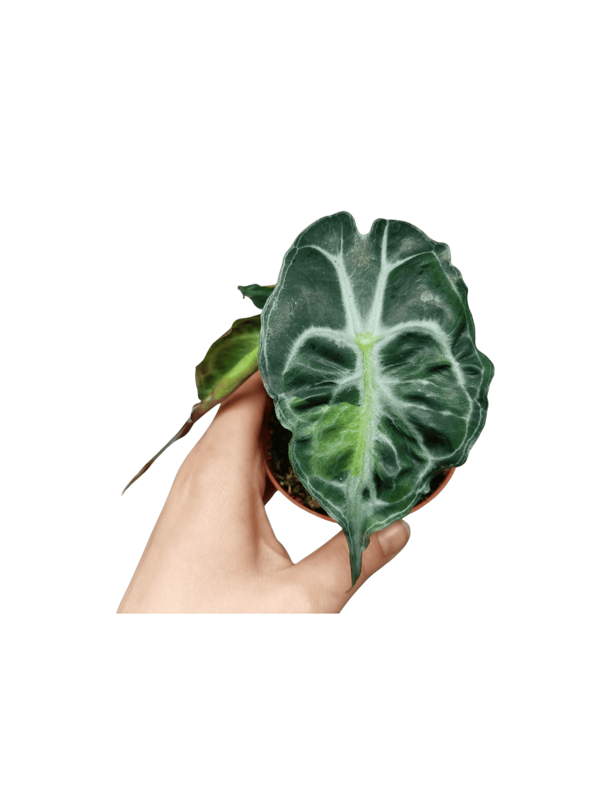 Alocasia Venom Aurea