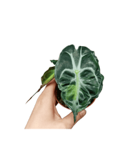 Alocasia Venom Aurea