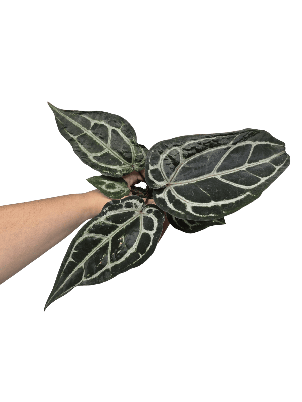 Anthurium Red Crystallinum