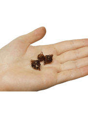 Alocasia Bambino Aurea (Rhizom / Bulbe)