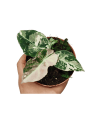Alocasia Black Velvet Pink Variegata