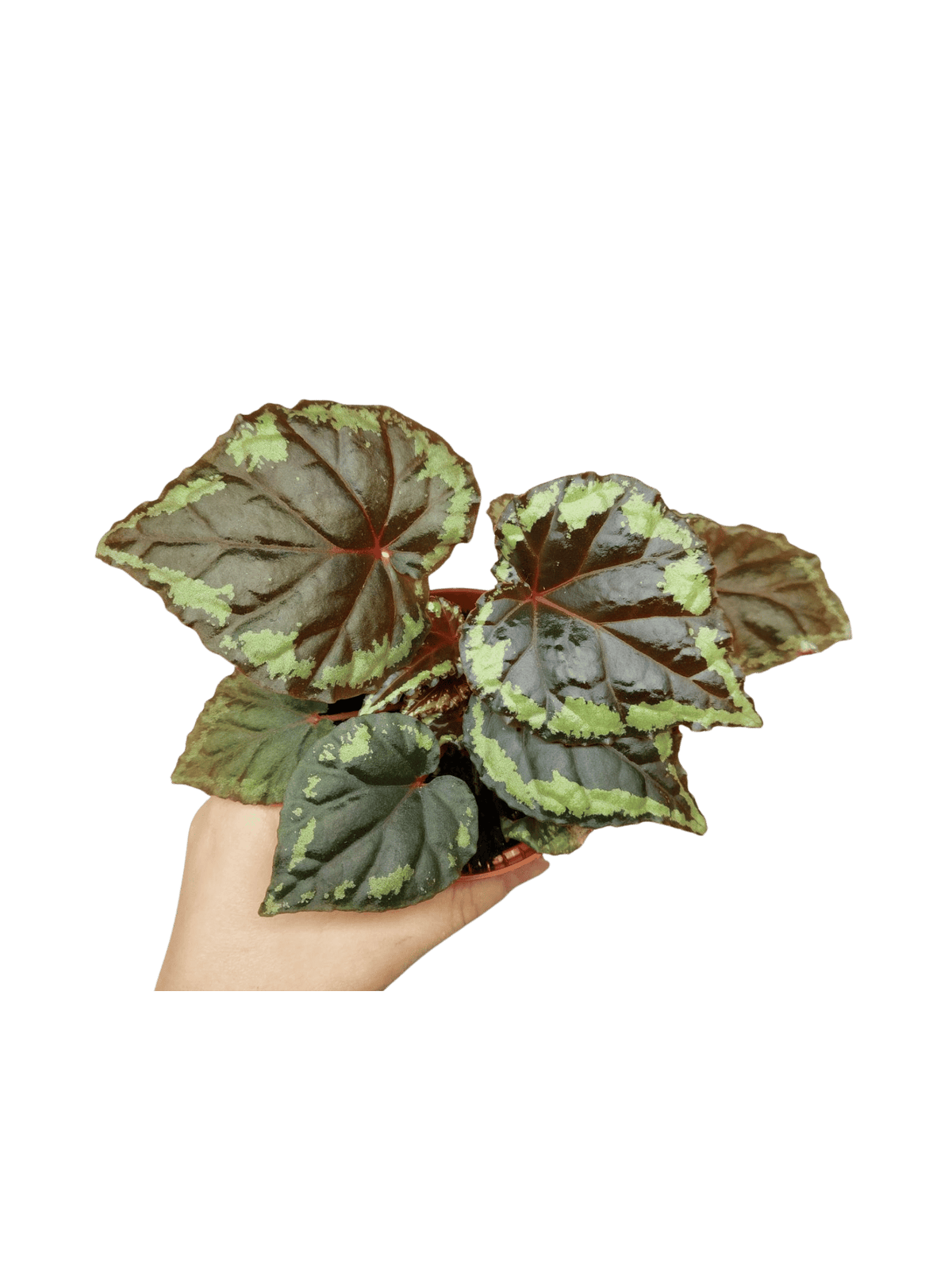 Begonia Ignita