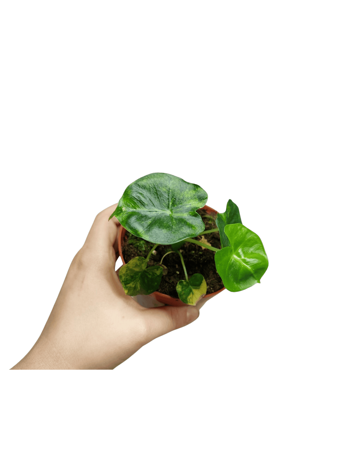 Alocasia Frydek Round Aurea