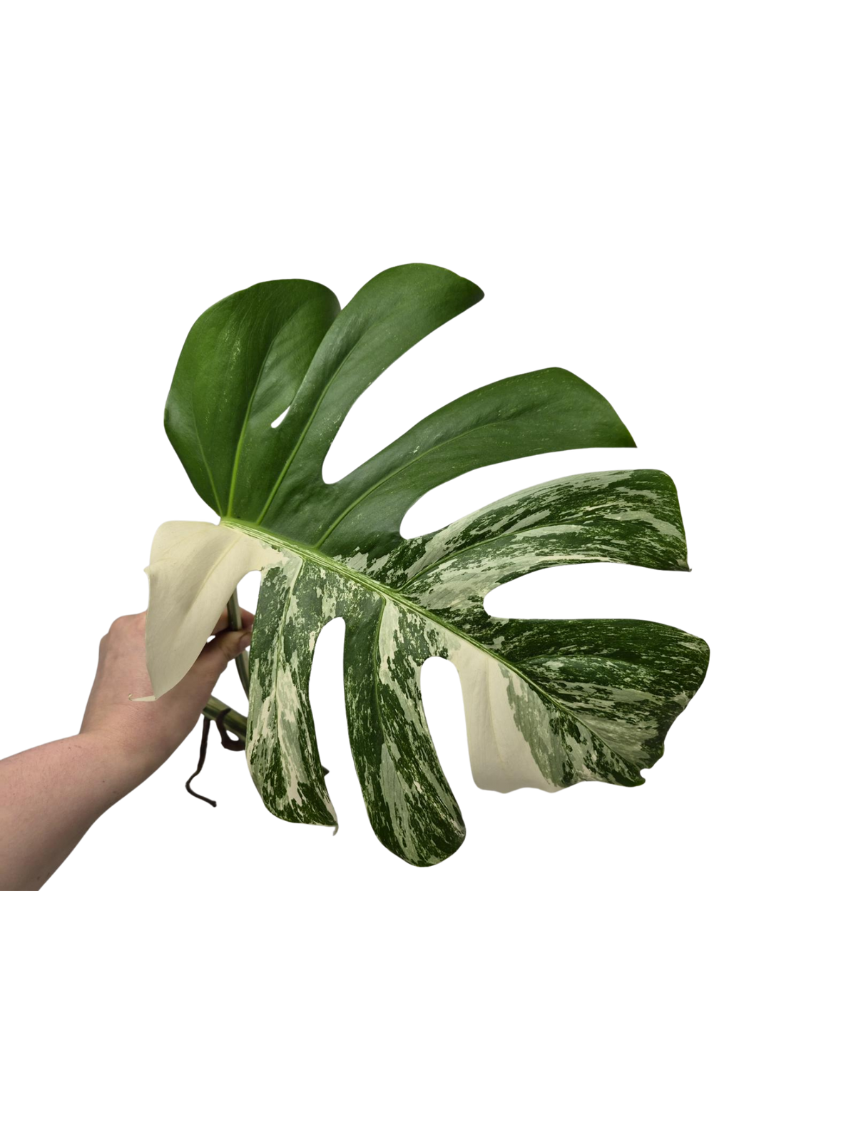 Monstera Variegata Steckling (zum aussuchen)