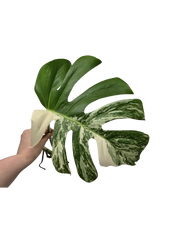 Monstera Variegata Steckling (zum aussuchen)