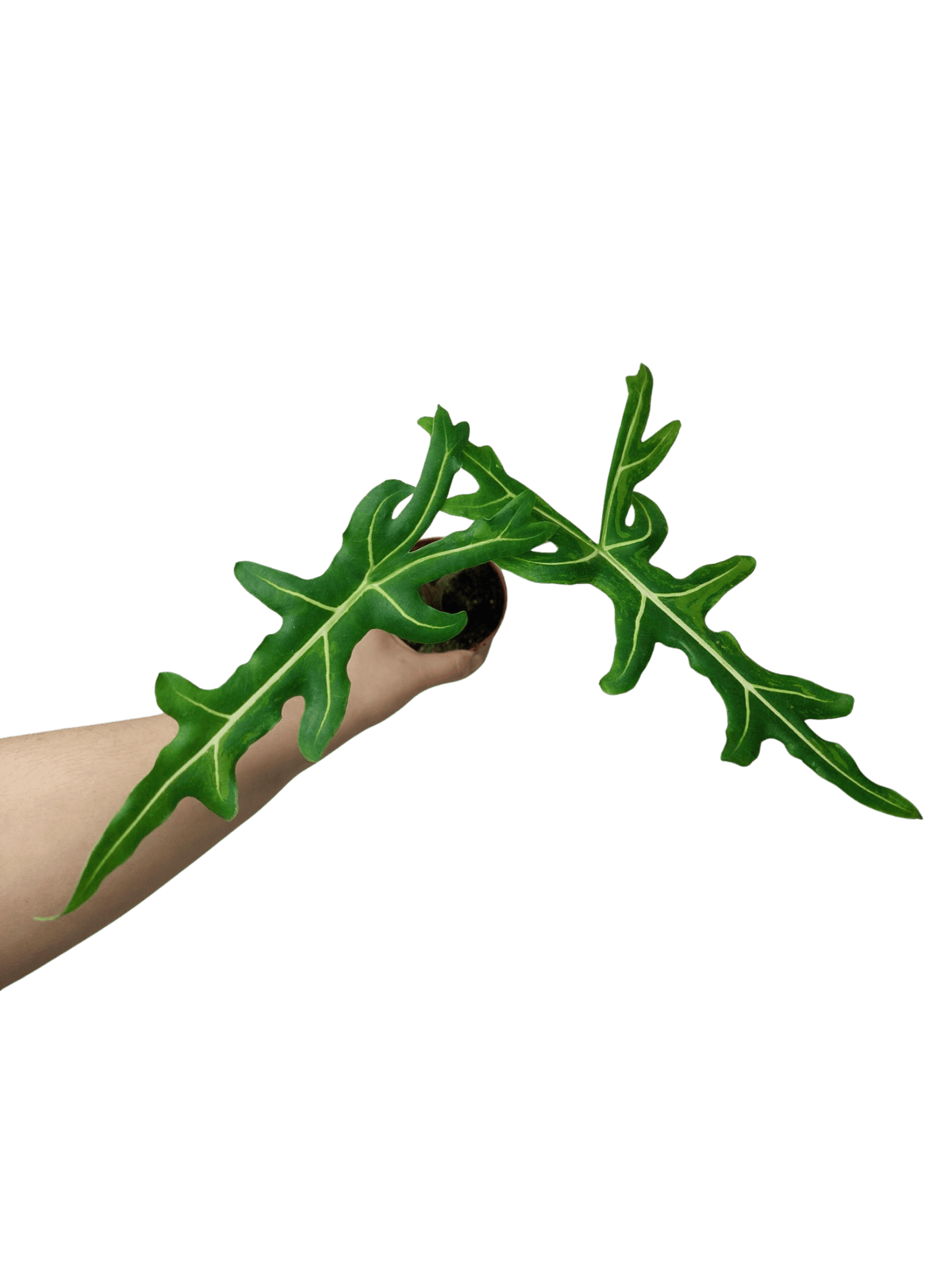 Alocasia Portei Aurea