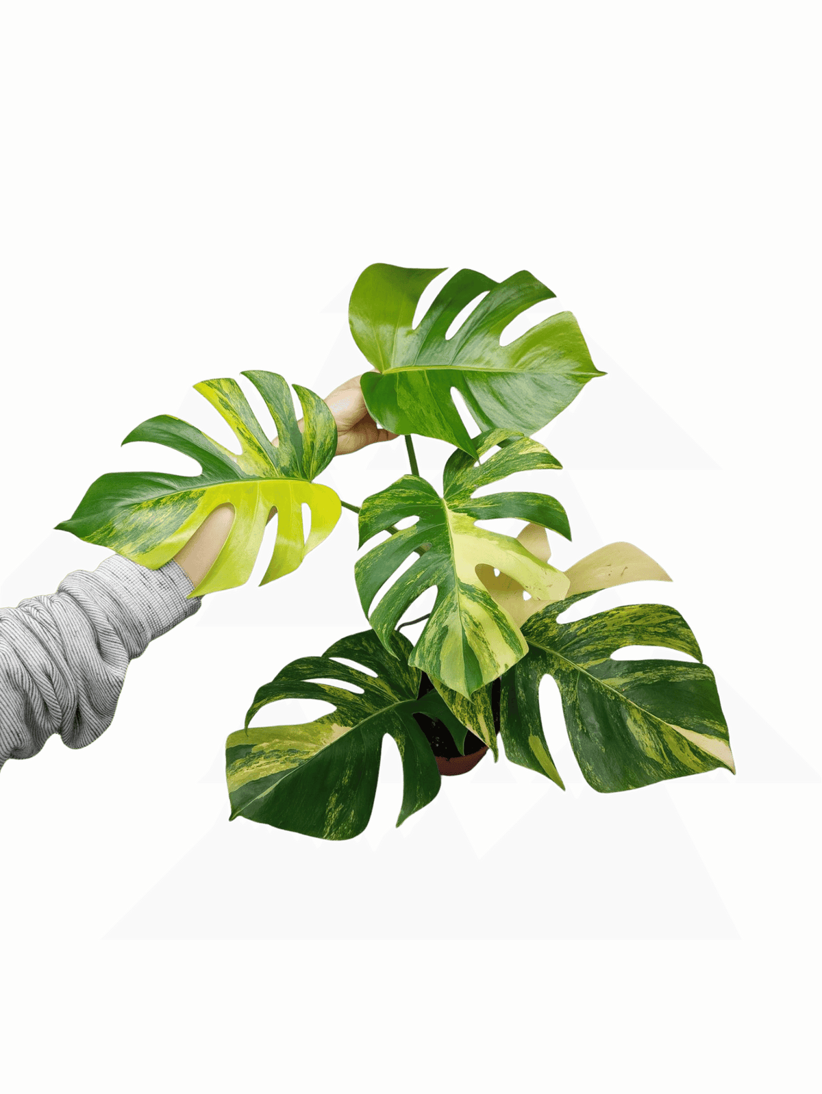 Monstera Aurea Variegata