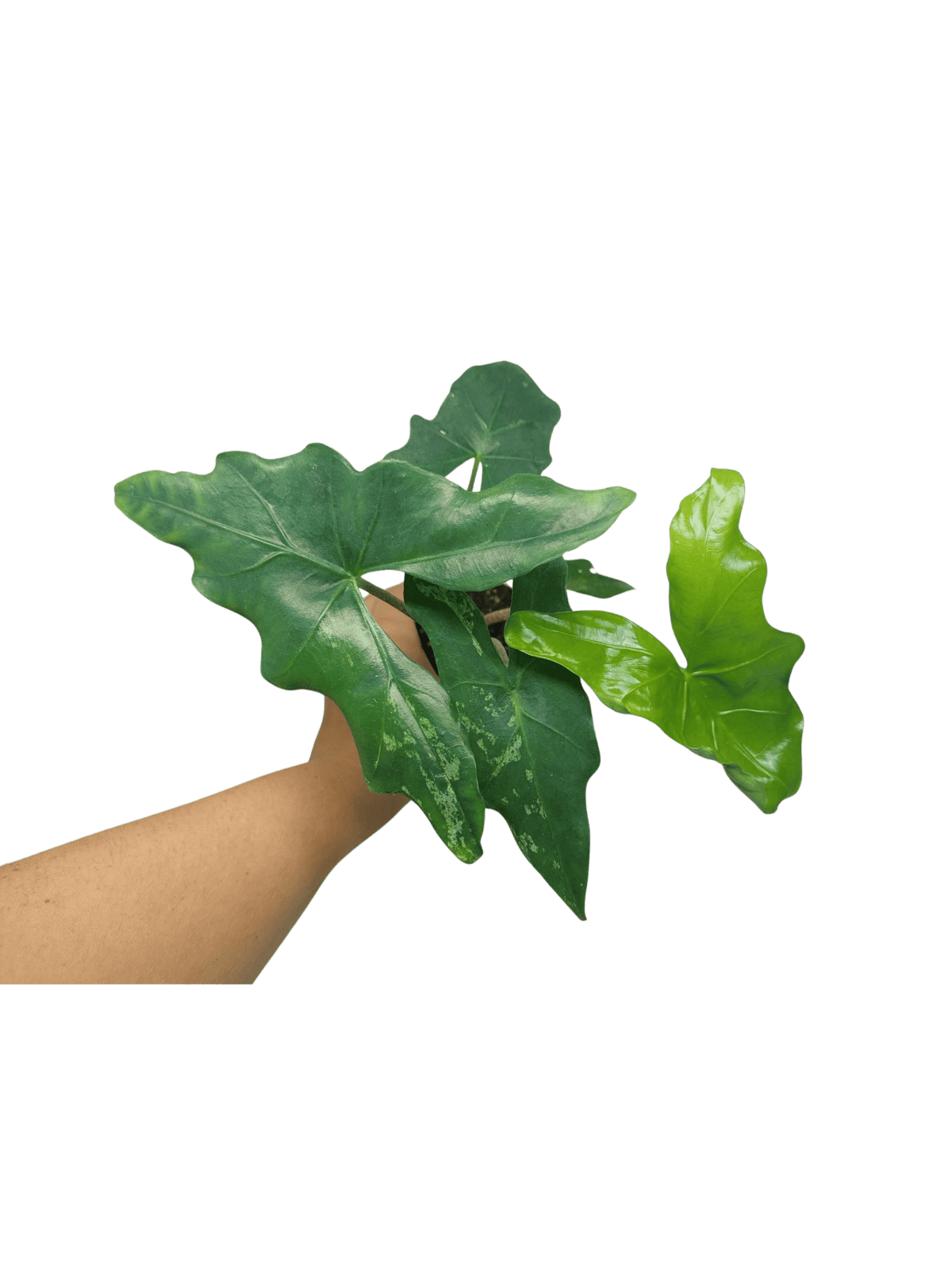 Alocasia Batwing Mint