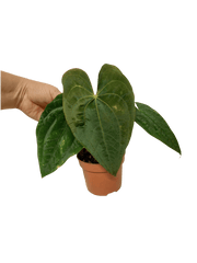 Anthurium Papillilaminum x Dressleri