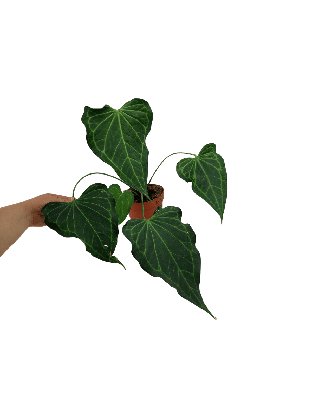 Anthurium Delta Force
