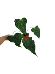 Anthurium Delta Force