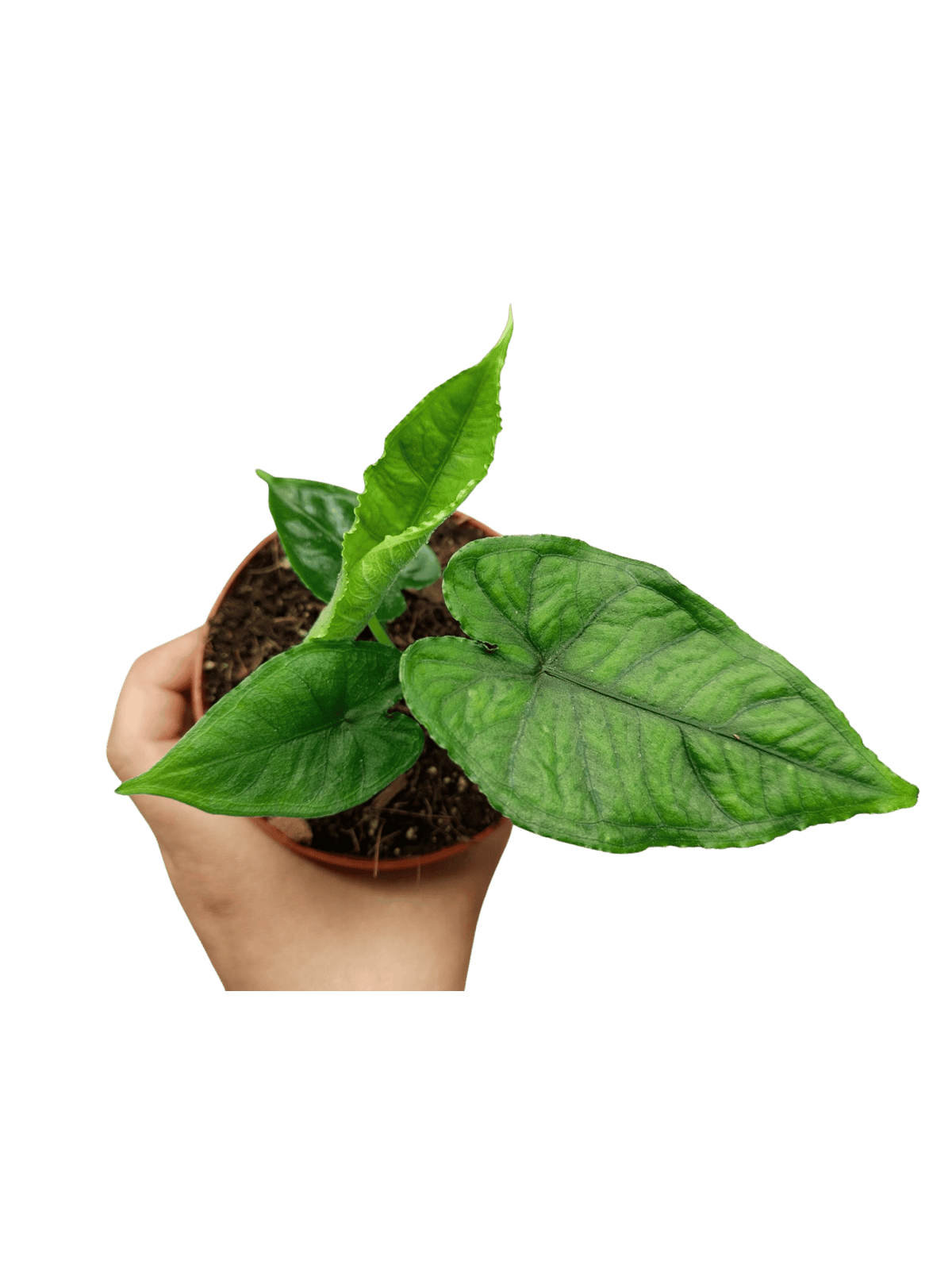 Alocasia Olanii