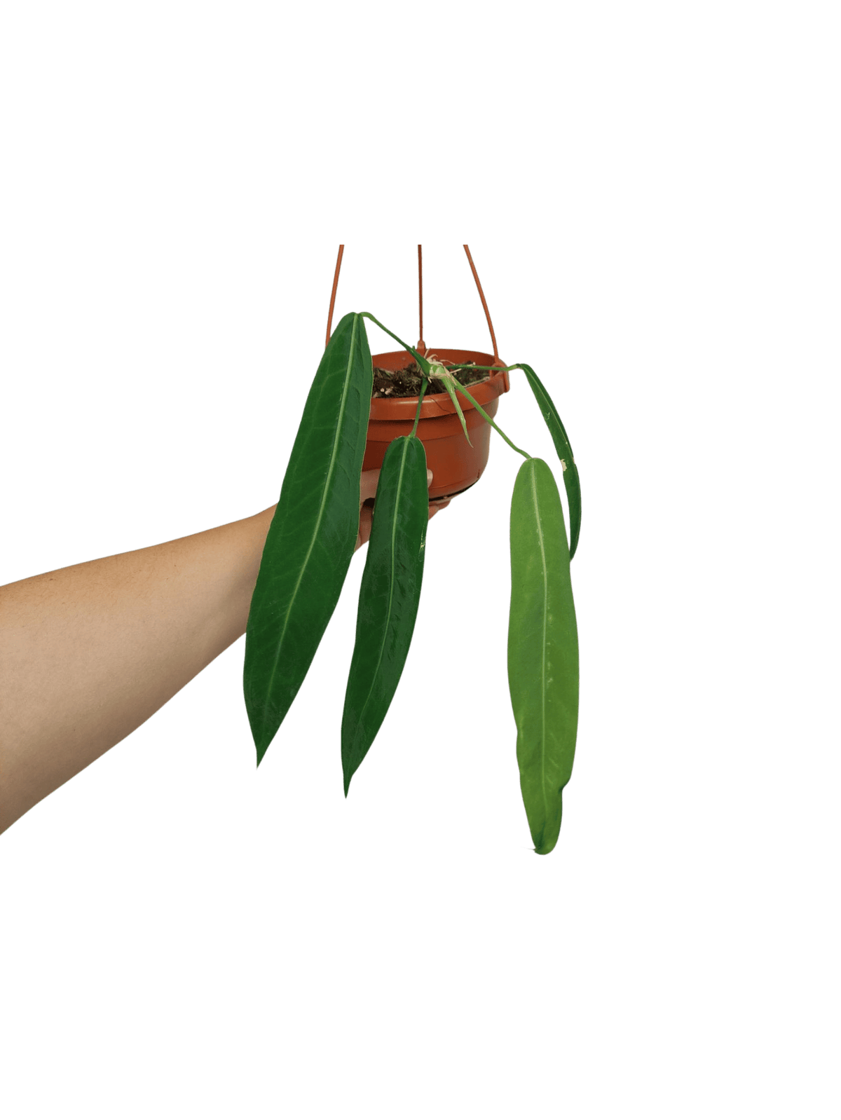 Anthurium Pallidiflorum