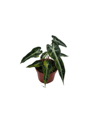 Alocasia Polly Aurea Variegata