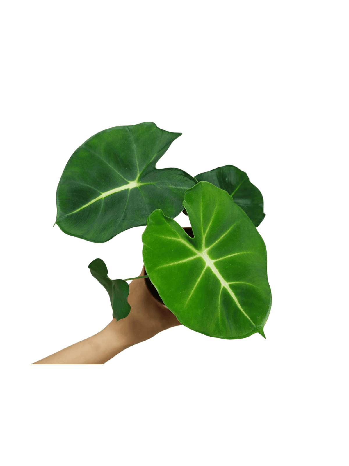 Alocasia Frydek Round