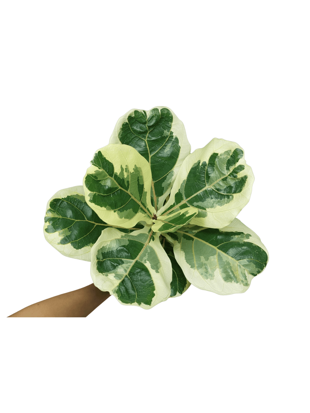 Ficus Lyrata Variegata