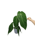 Anthurium Warocqueanum Hybrid