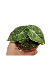 Alocasia Watsoniana Lightning Aurea