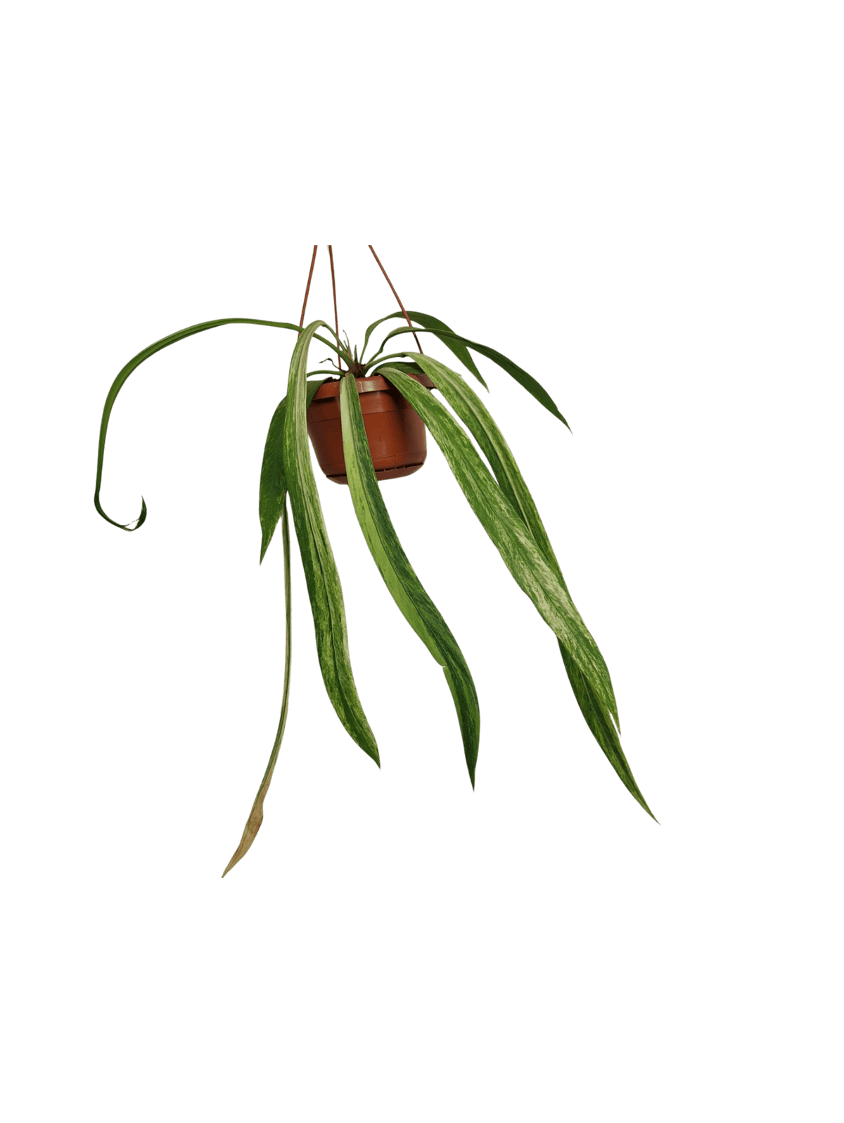 Anthurium Vittarifolium Variegata