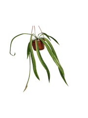 Anthurium Vittarifolium Variegata