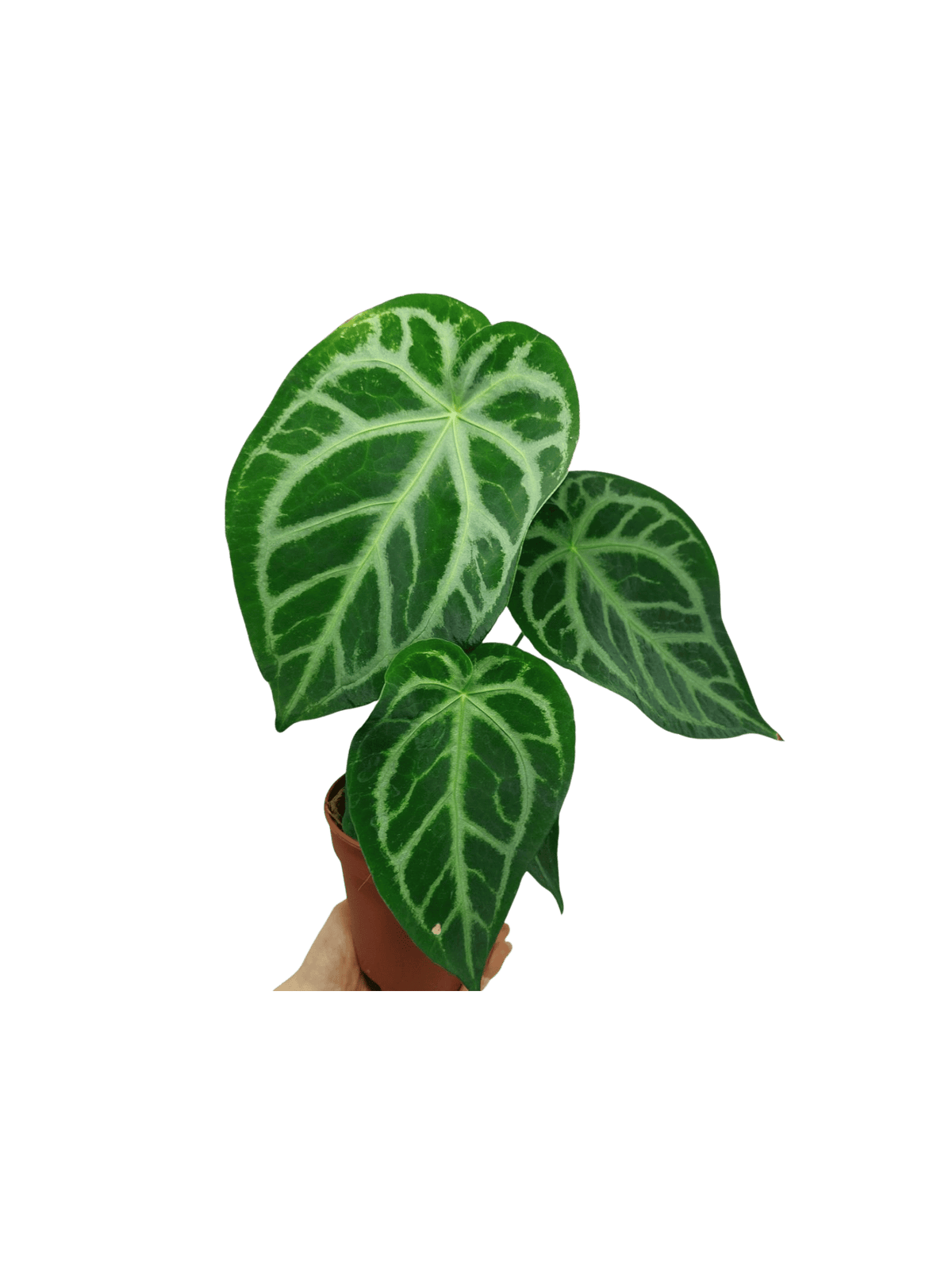 Anthurium Magnificum Hybrid