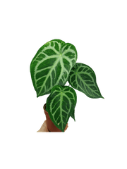 Anthurium Magnificum Hybrid