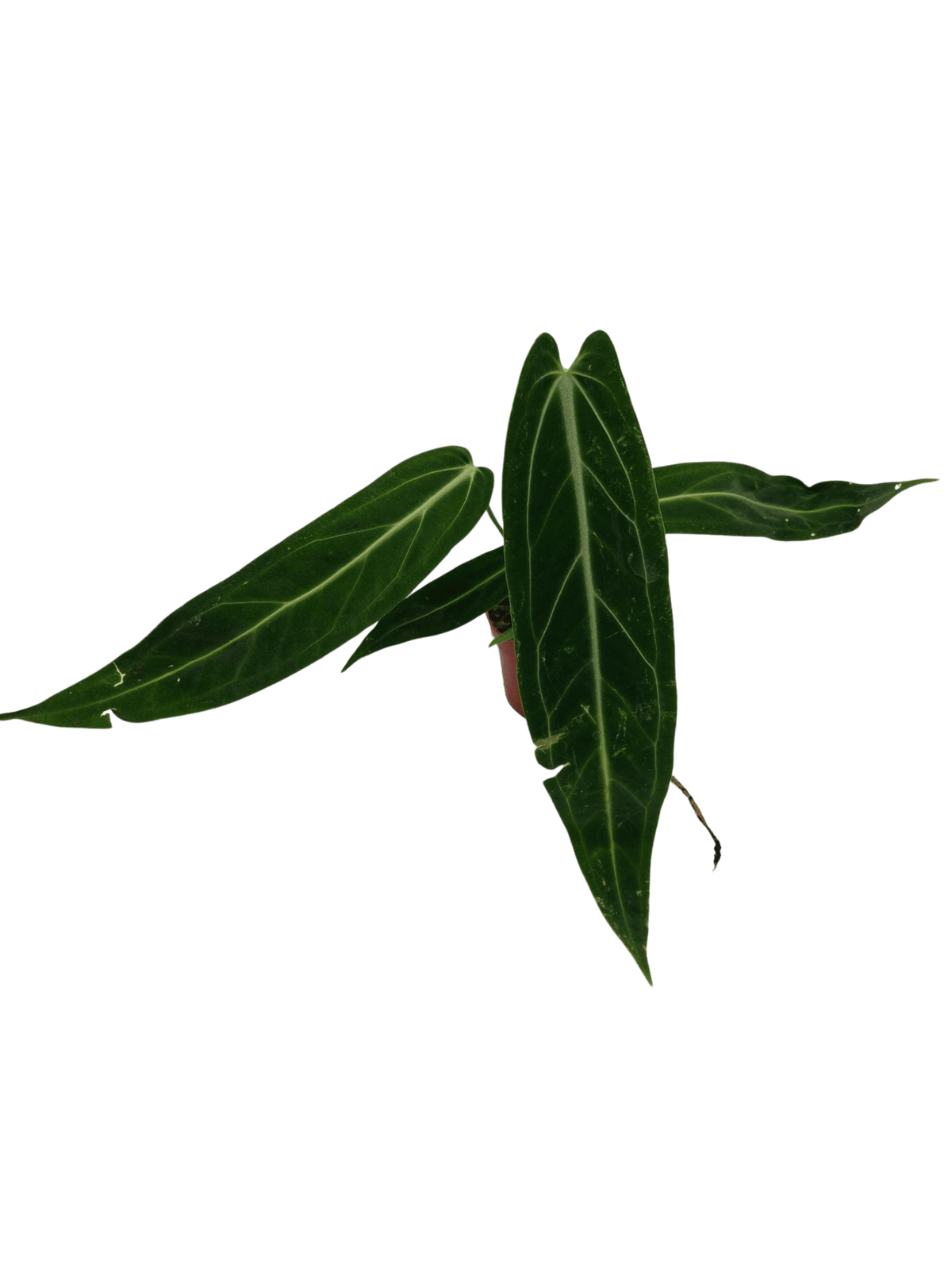 Anthurium Warocqueanum