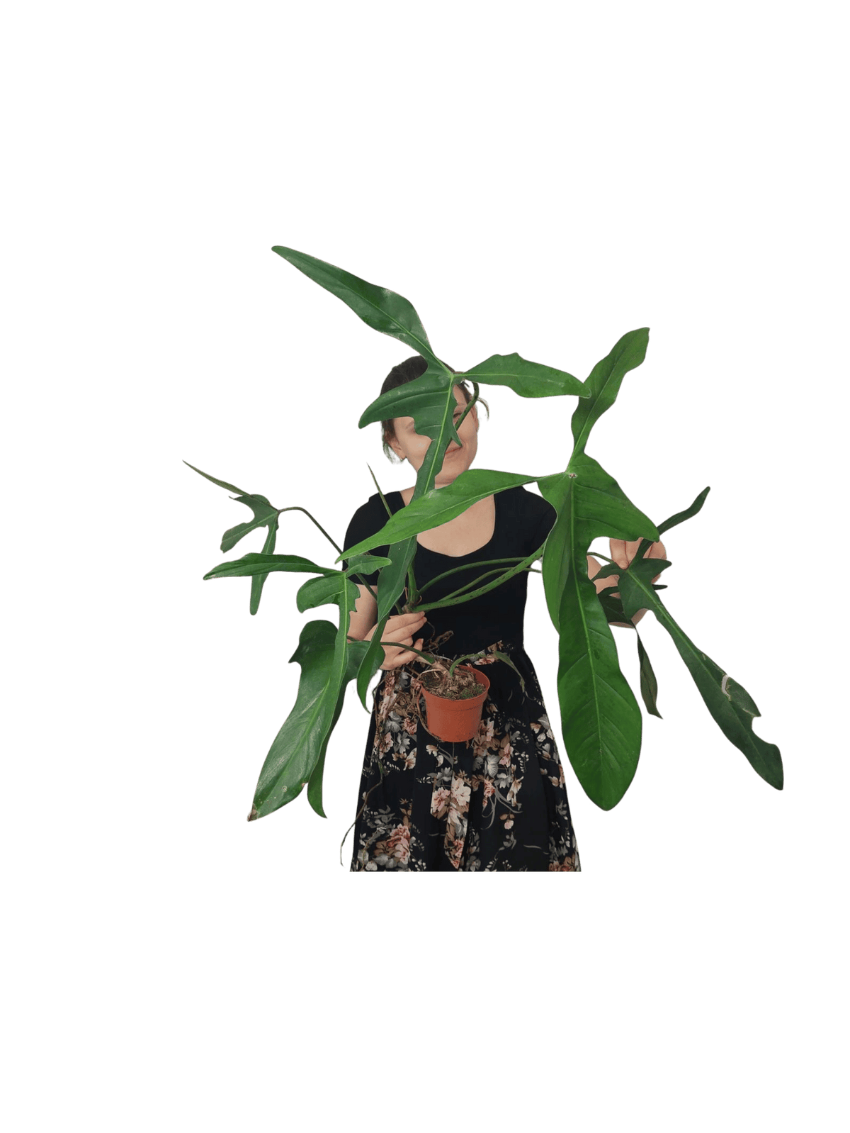 Philodendron Longilobatum Lelano Miyano groß