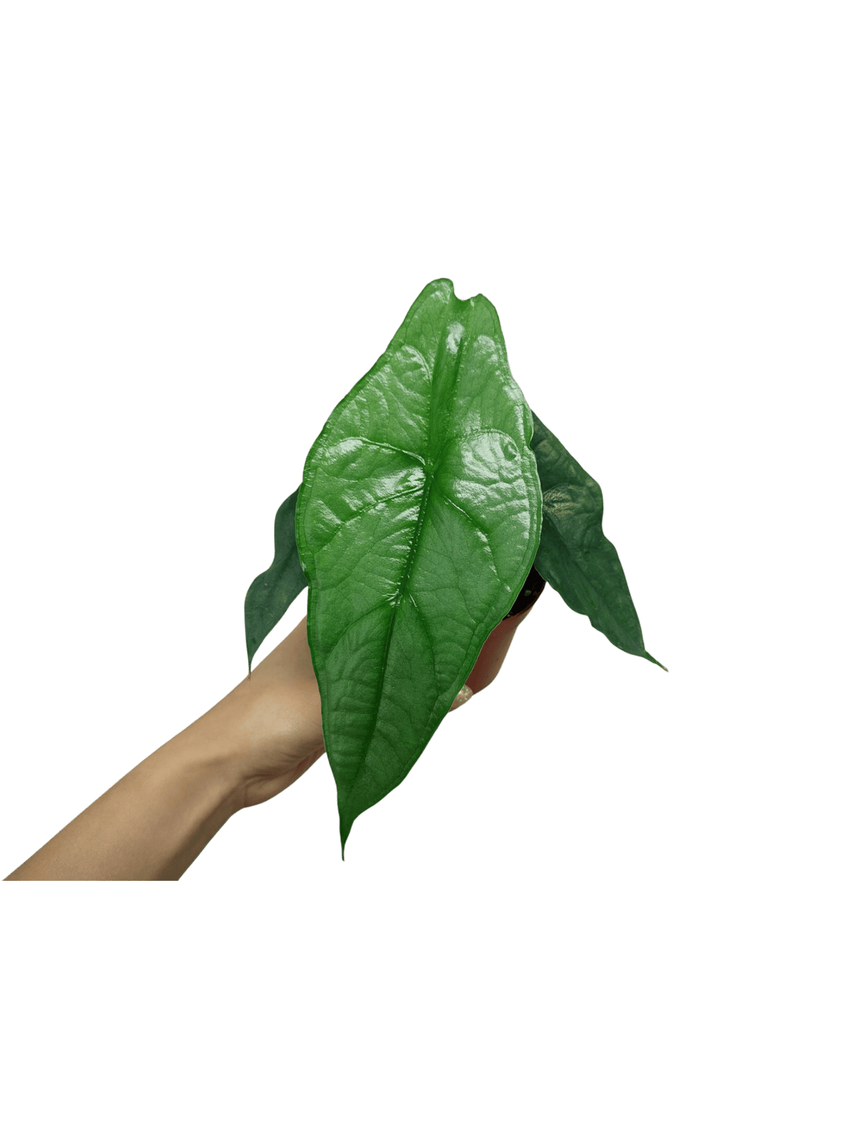 Alocasia Heterophylla Dragons Breath