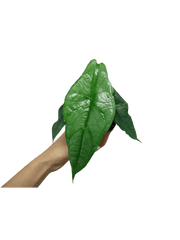 Alocasia Heterophylla Dragons Breath