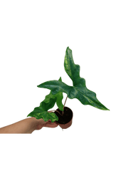 Alocasia Batwing Aurea