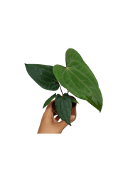 Anthurium Dark Phoenix x Dressleri