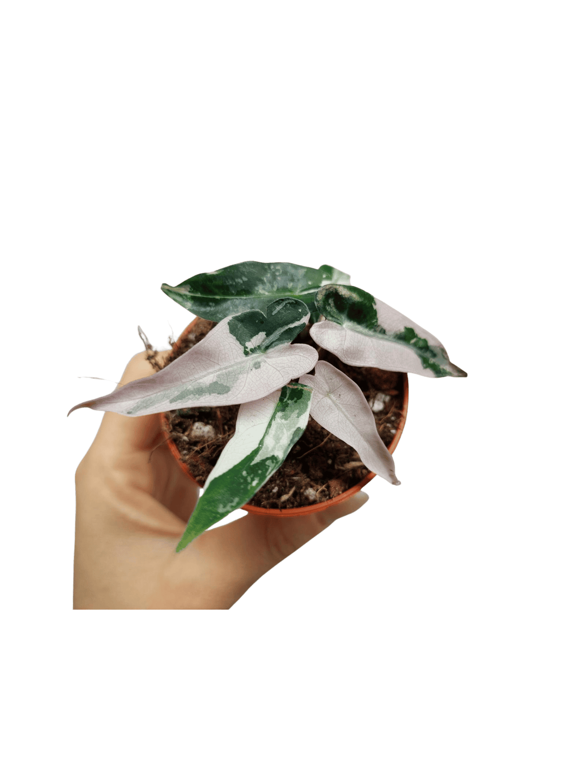 Alocasia Bambino Pink