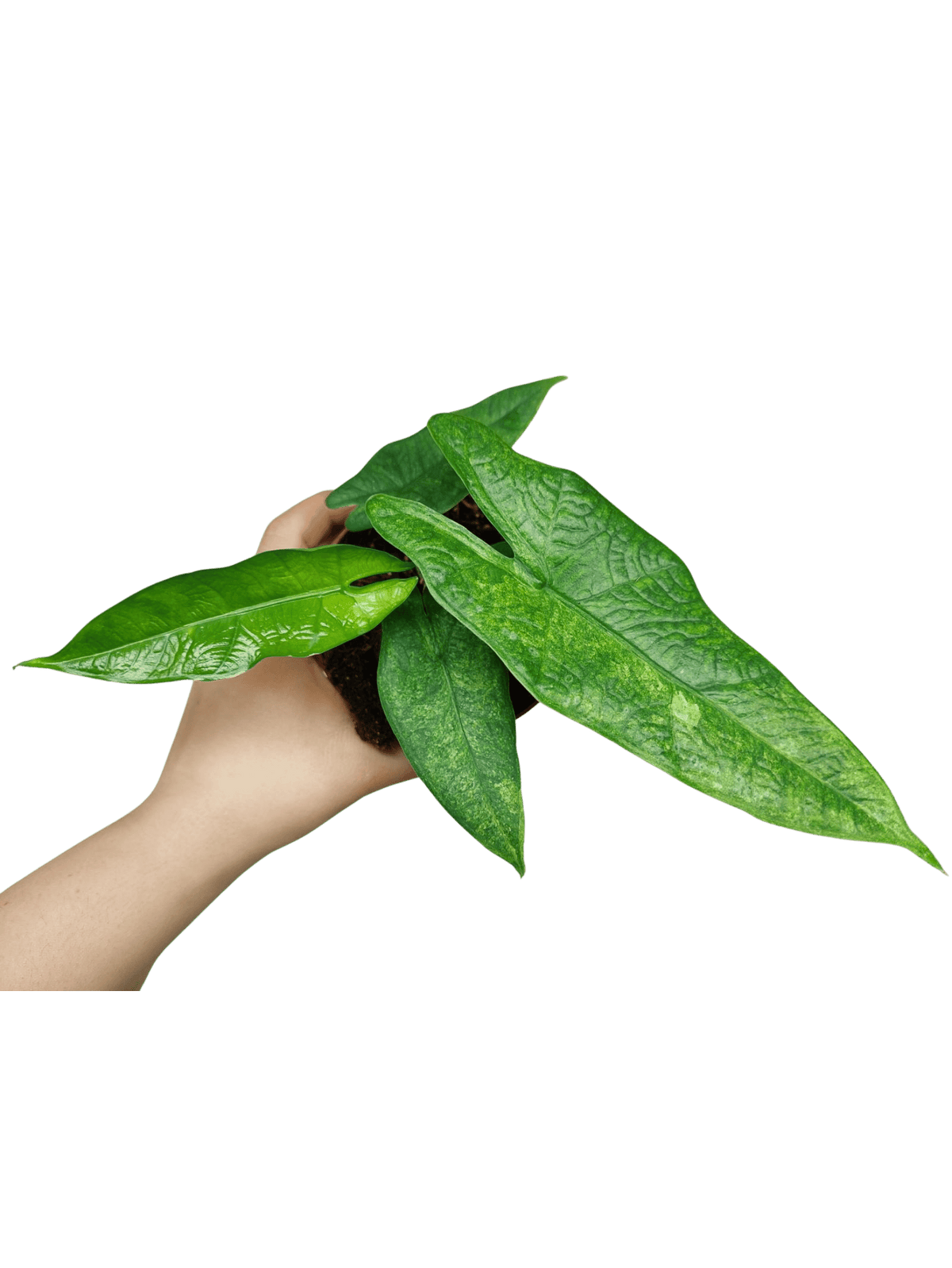 Alocasia Sulawesi Green Carpet Aurea