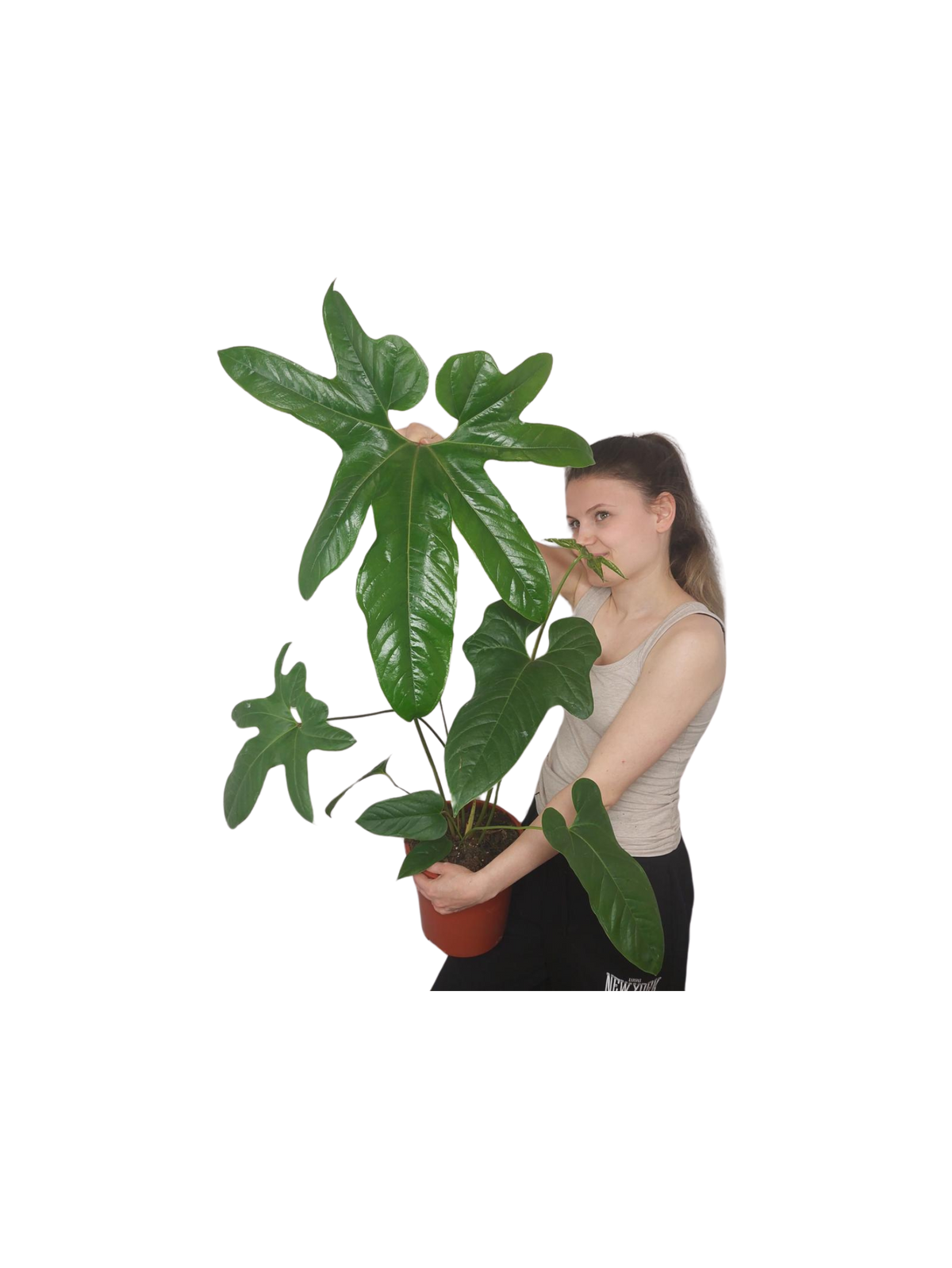 Anthurium Pedatum Groß