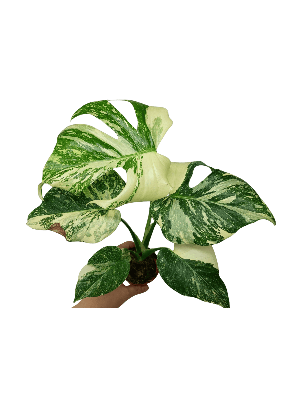 Monstera Thai Creme Brulee