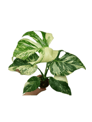 Monstera Thai Creme Brulee