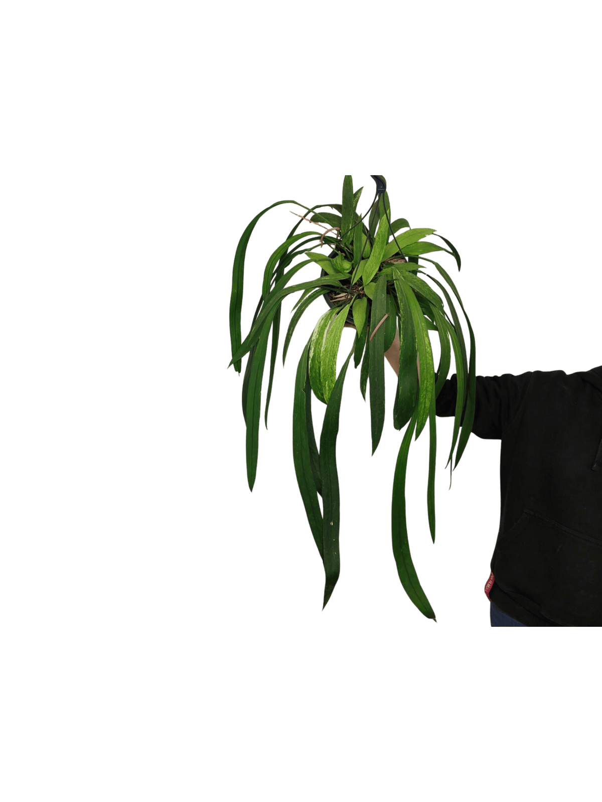 Anthurium Vittarifolium Aurea Variegata groß