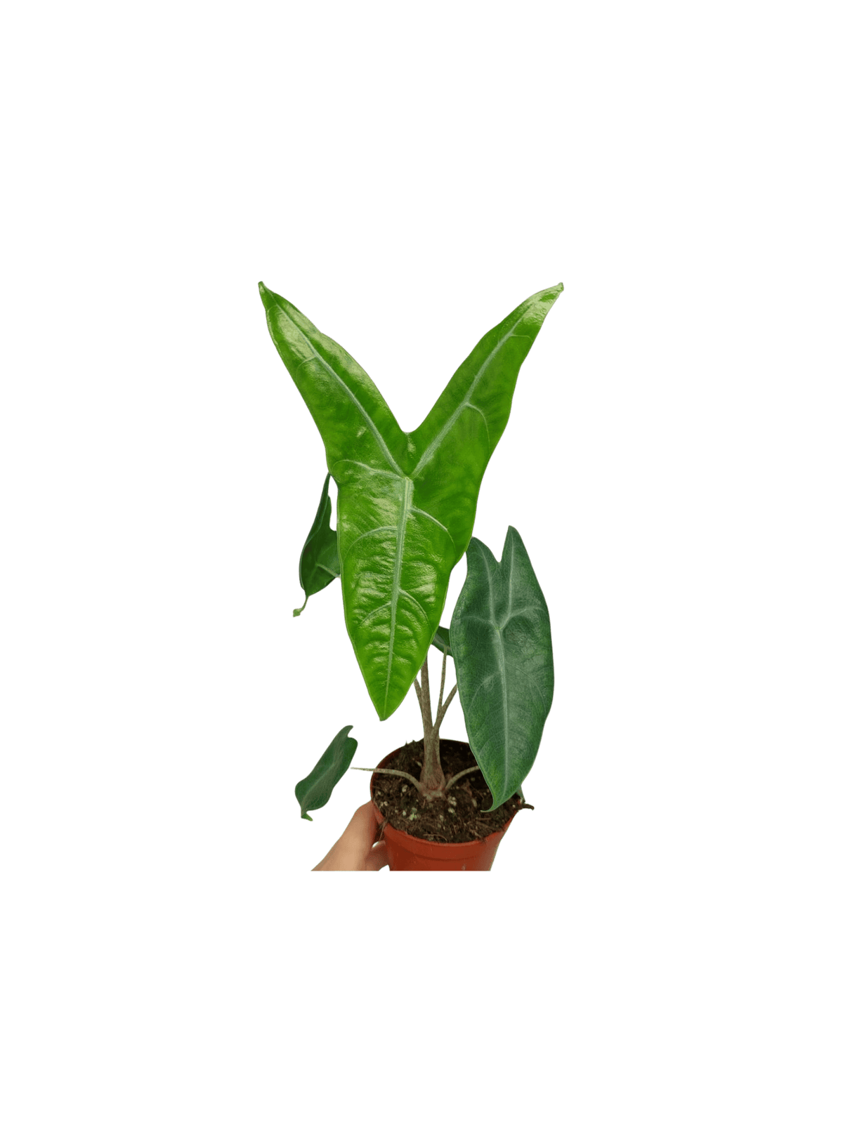 Alocasia Longiloba Silver Crown