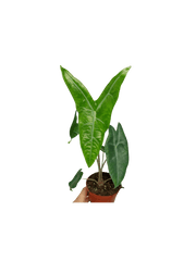 Alocasia Longiloba Silver Crown