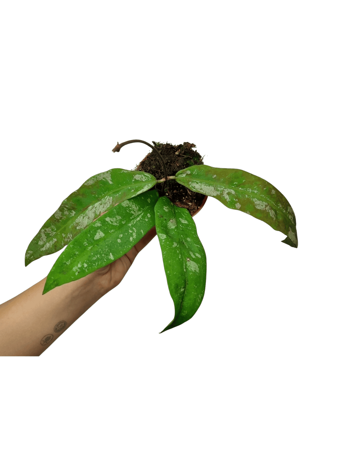 Hoya Kaikoeana Splash