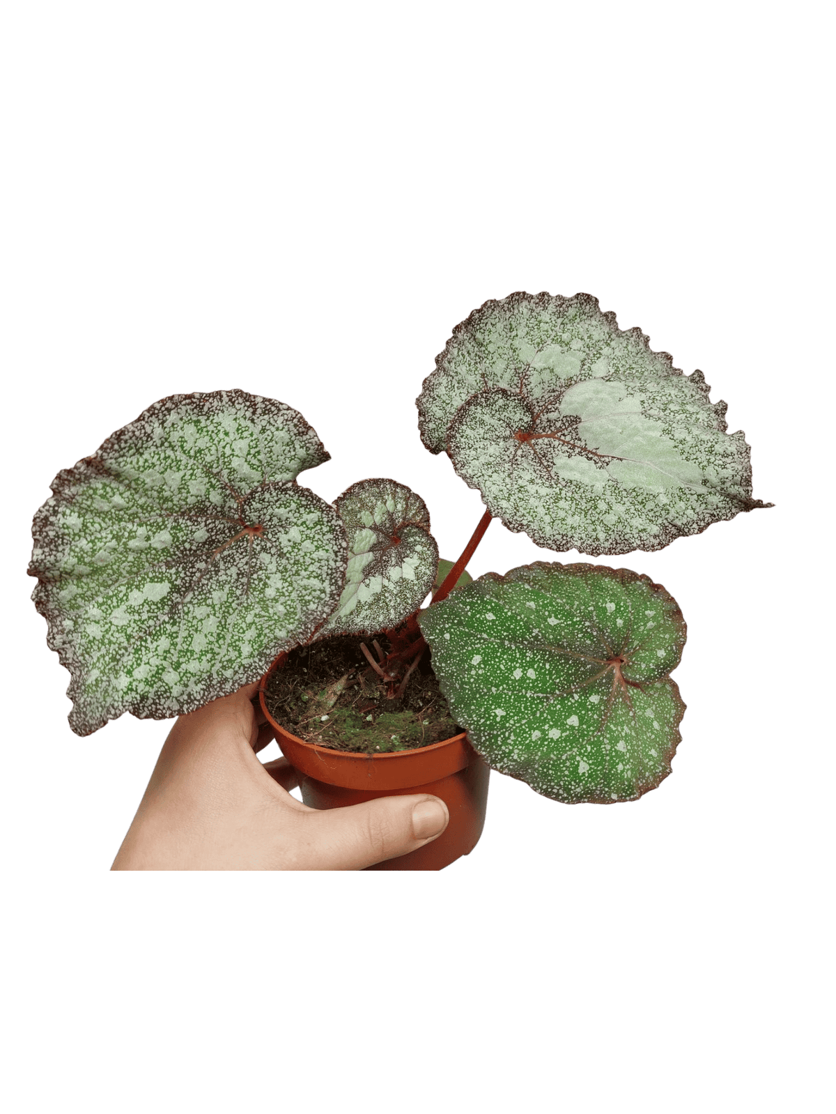 Begonia Speckled
